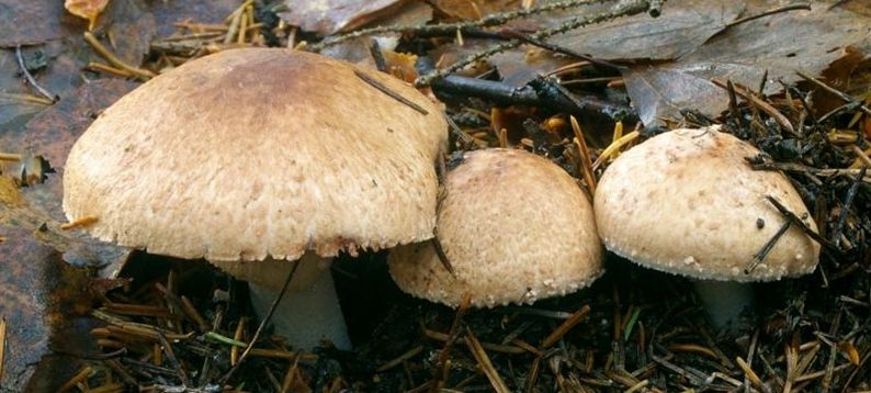 Молодые грибочки выглядят довольно аппетитно